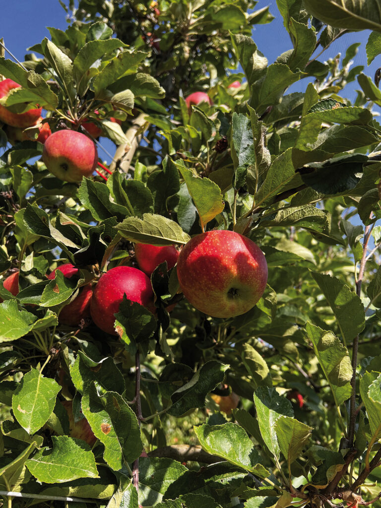 Oststeiermark: Apfel