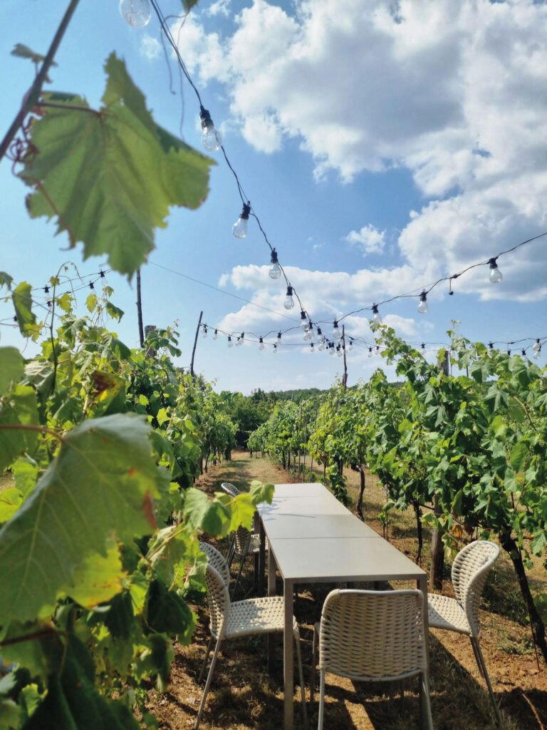 Outdoor-Tischset inmitten von Weinreben.