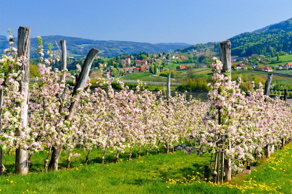 Apfelblüte an der steirischen Apfelstrasse Puch in der Oststeiermark