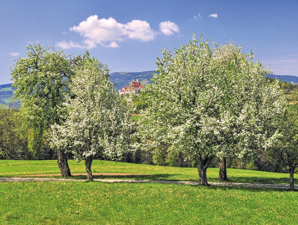 Blühende Bäume in der Oststeiermark
