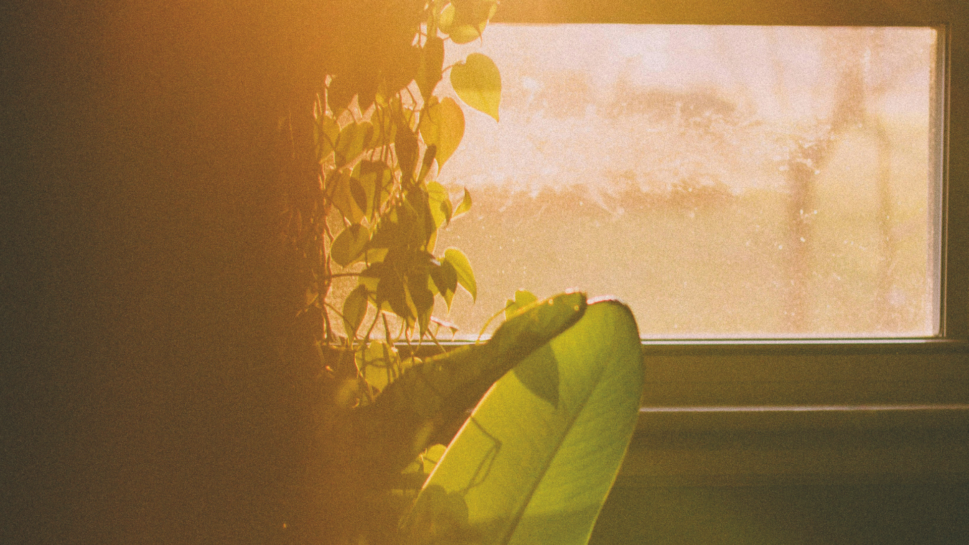 Sonne strahlt durch ein Fenster mit Pflanzen auf der linken Seite