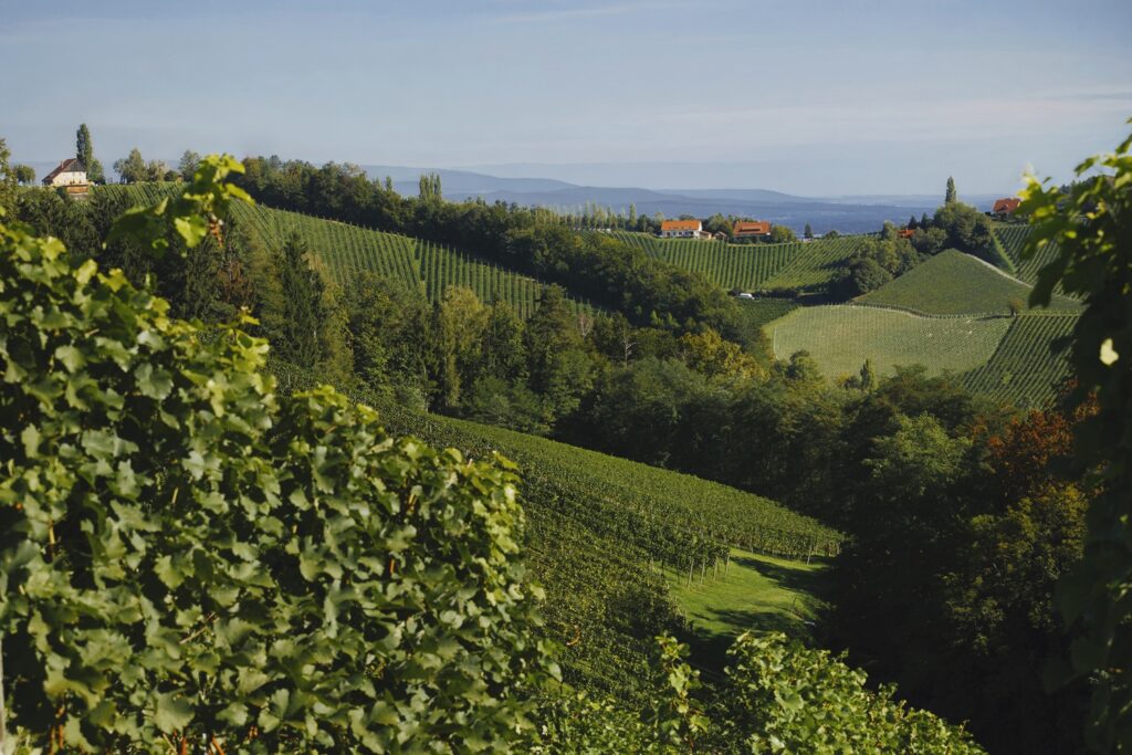 Weinlandschaft in der Steiermark