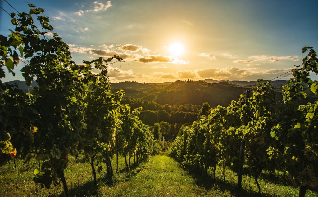 Steirische Weinlandschaft bei Sonnenuntergang