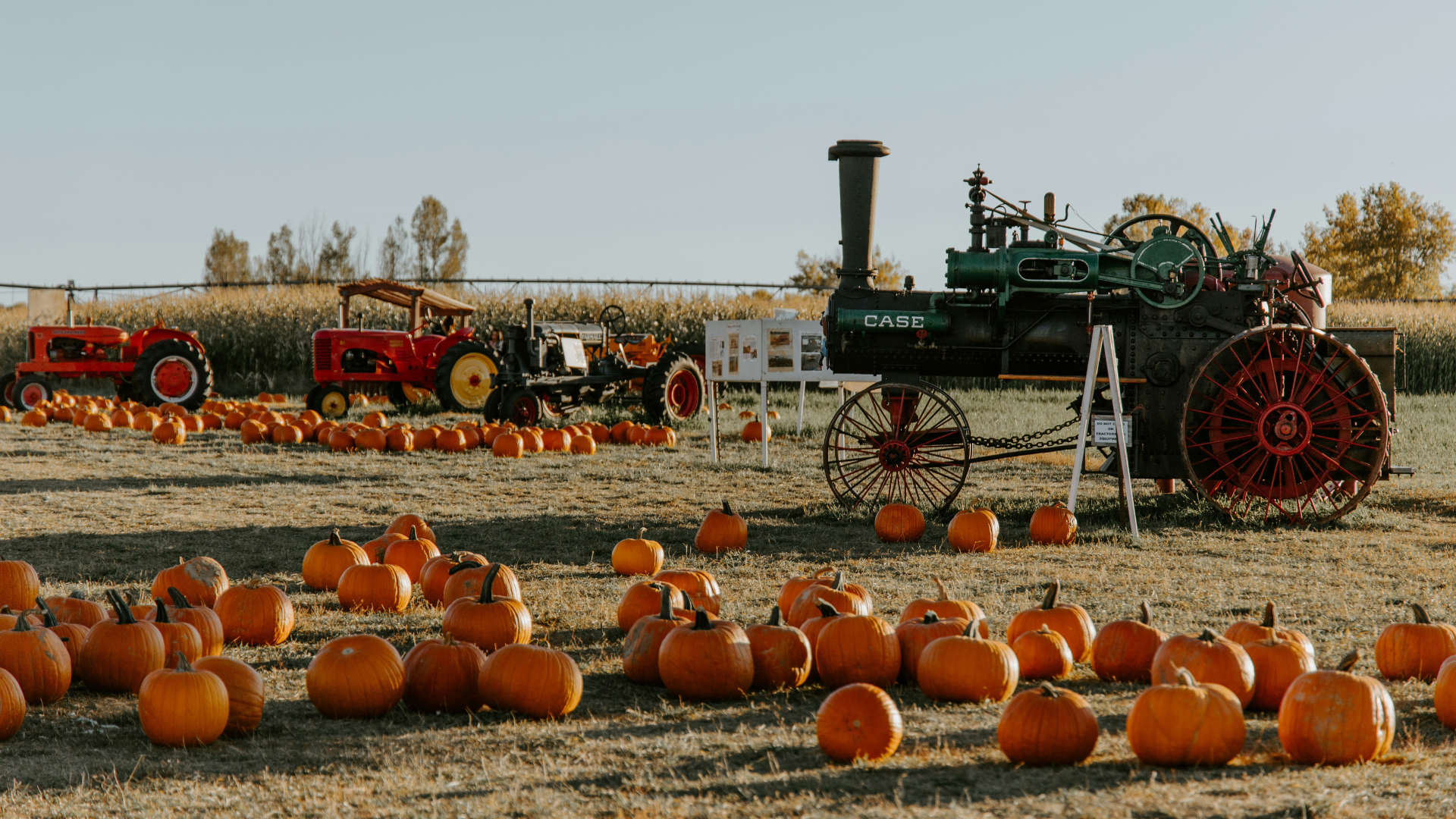 Kürbisfeste: herbstliche Stimmung mit altem Traktor und vielen Kürbisse auf dem Boden